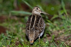 Gallinago_media_2022_0519_2144