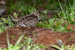 Gallinago_media_2022_0519_2145-5
