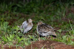 Gallinago_media_2022_0519_2145-6