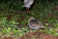 Gallinago_media_2022_0519_2145-7