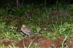 Gallinago_media_2022_0519_2145-8