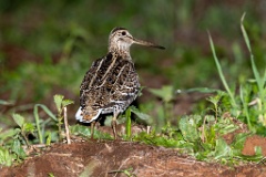 Gallinago_media_2022_0519_2145