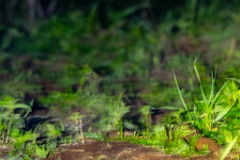 Gallinago_media_2022_0519_2146-2