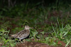 Gallinago_media_2022_0519_2146