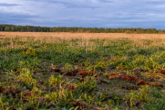 trace_habitat_Gallinago_media_2022_0518_1957