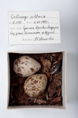eggs_museum_Gallinago_solitaria201009221355