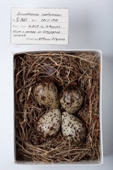 eggs_museum_Limnodromus_scolopaceus201009221700