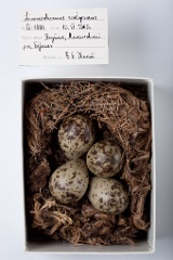 eggs_museum_Limnodromus_scolopaceus201009221702