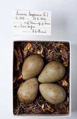 eggs_museum_Limosa_lapponica201009221642