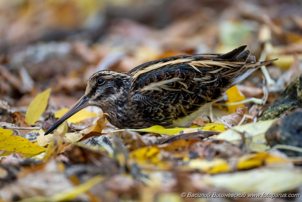 Lymnocryptes_minimus_2025_1017_0910-2.jpg - Гаршнеп. Jack Snipe (Lymnocryptes minimus, minima). В Москве на пролёте пойман ночью у гаражей. После передержки утром выпущен.  Полетел дальше.