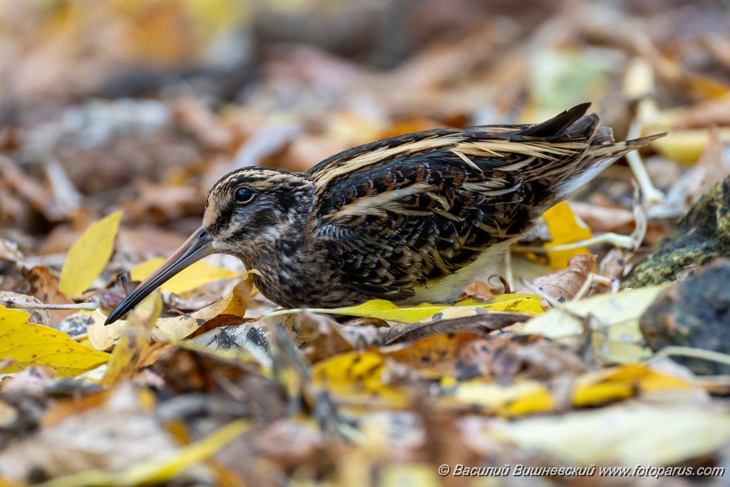 Lymnocryptes_minimus_2025_1017_0910.jpg - Гаршнеп. Jack Snipe (Lymnocryptes minimus, minima). В Москве на пролёте пойман ночью у гаражей. После передержки утром выпущен.  Полетел дальше.