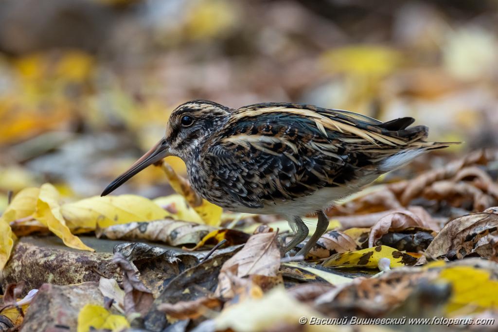 Lymnocryptes_minimus_2025_1017_0918.jpg - Гаршнеп. Jack Snipe (Lymnocryptes minimus, minima). В Москве на пролёте пойман ночью у гаражей. После передержки утром выпущен.  Полетел дальше.