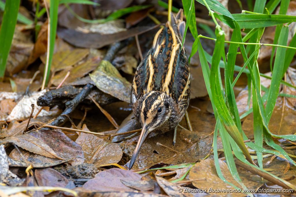 Lymnocryptes_minimus_2025_1017_0938.jpg - Гаршнеп. Jack Snipe (Lymnocryptes minimus, minima). В Москве на пролёте пойман ночью у гаражей. После передержки утром выпущен.  Полетел дальше.