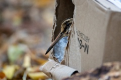 Lymnocryptes_minimus_2025_1017_0855