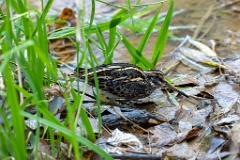 Lymnocryptes_minimus_2025_1017_0926