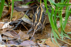 Lymnocryptes_minimus_2025_1017_0938