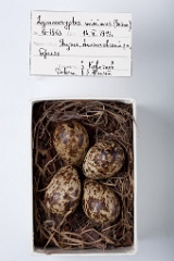 eggs_museum_Lymnocryptes_minimus201009221359