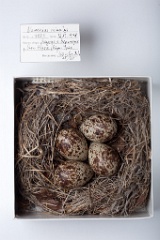 eggs_museum_Numenius_minutus201010061219