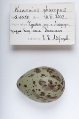 eggs_apart_Numenius_phaeopus201009221620-1