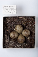 eggs_museum_Numenius_phaeopus201009221628
