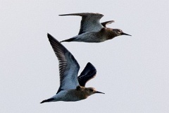 birds_flying_Phylomachus_pugnax_2015_0806_1756