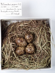 eggs_museum_Phylomachus_pugnax201009211615