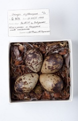 eggs_museum_Tringa_erythropus201009211439