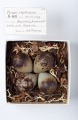 eggs_museum_Tringa_erythropus201009211441