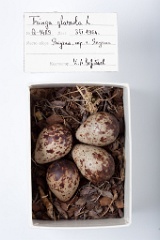 eggs_museum_Tringa_glareola201009211318
