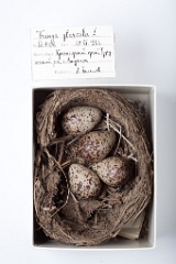 eggs_museum_Tringa_glareola201009211327