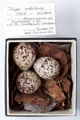 eggs_museum_Tringa_nebularia201009211358