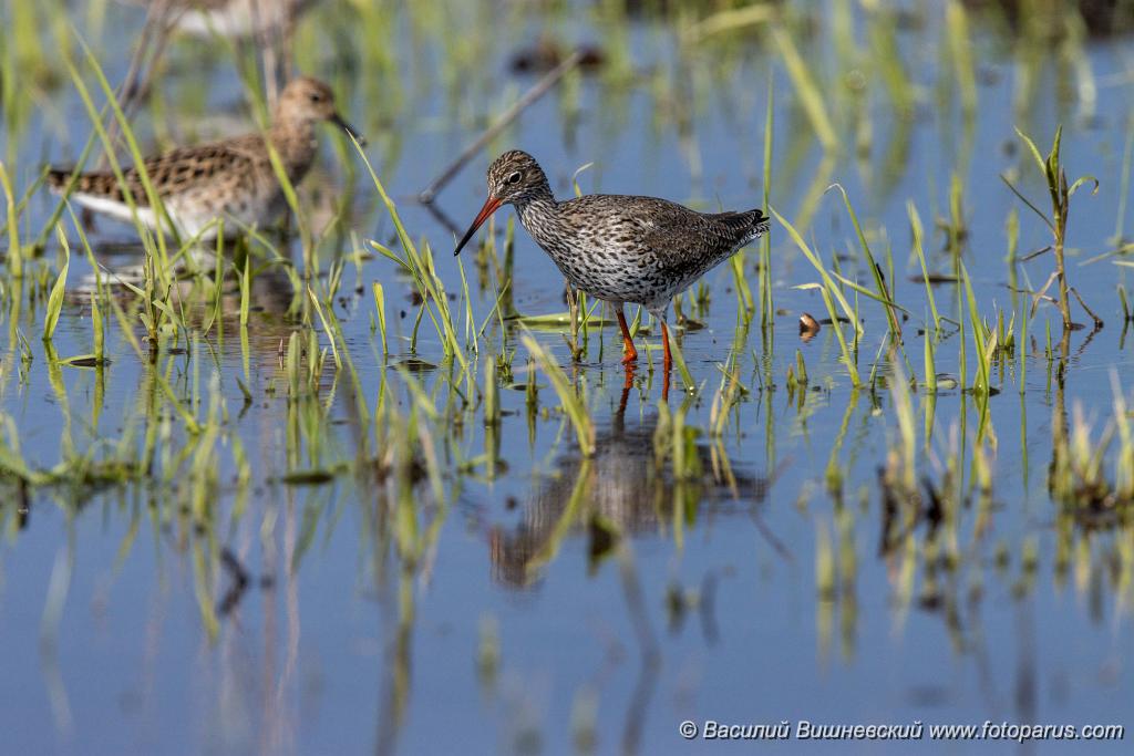 Tringa_totanus_2020_0504_1549.jpg - Травник. Redshank (Tringa totanus). Russia, the Ryazan region
