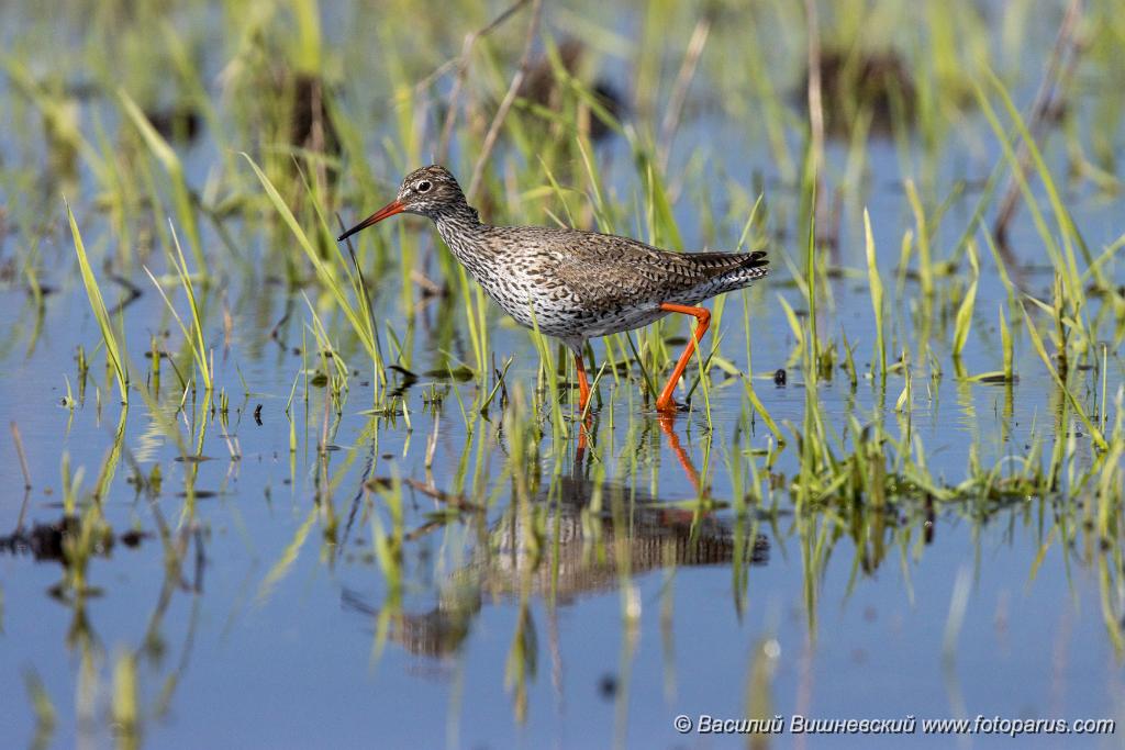 Tringa_totanus_2020_0504_1550-4.jpg - Травник. Redshank (Tringa totanus). Russia, the Ryazan region