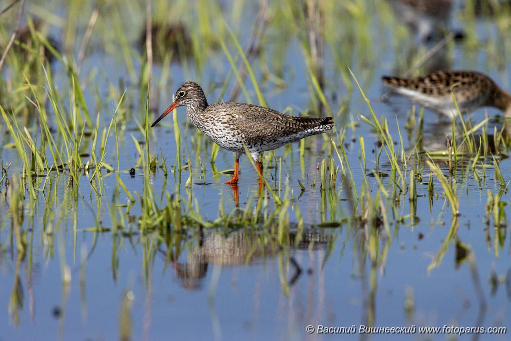 Tringa_totanus_2020_0504_1550.jpg - Травник. Redshank (Tringa totanus). Russia, the Ryazan region