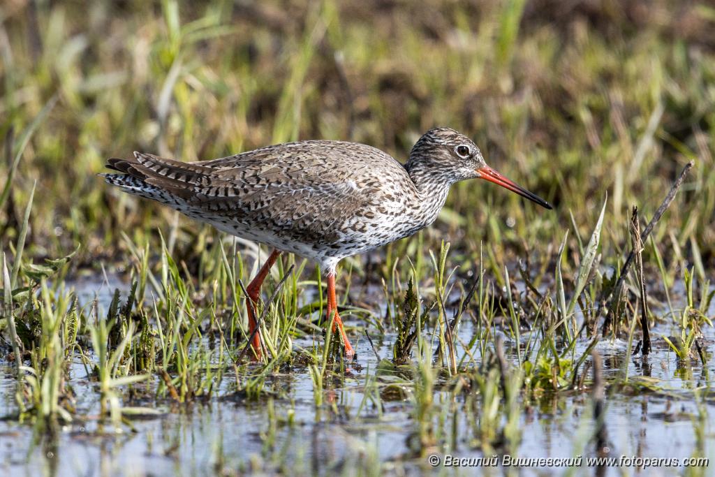 Tringa_totanus_2020_0504_1551-10.jpg - Травник. Redshank (Tringa totanus). Russia, the Ryazan region