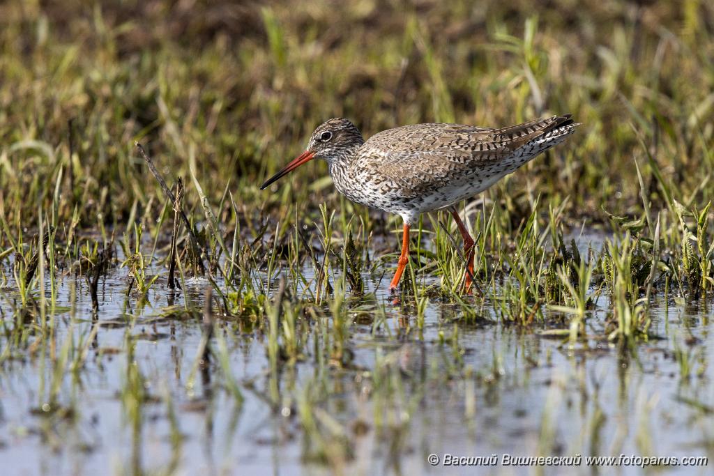Tringa_totanus_2020_0504_1551-6.jpg - Травник. Redshank (Tringa totanus). Russia, the Ryazan region