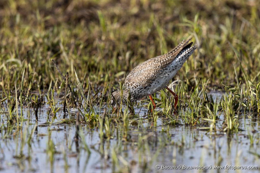 Tringa_totanus_2020_0504_1551-7.jpg - Травник. Redshank (Tringa totanus). Russia, the Ryazan region