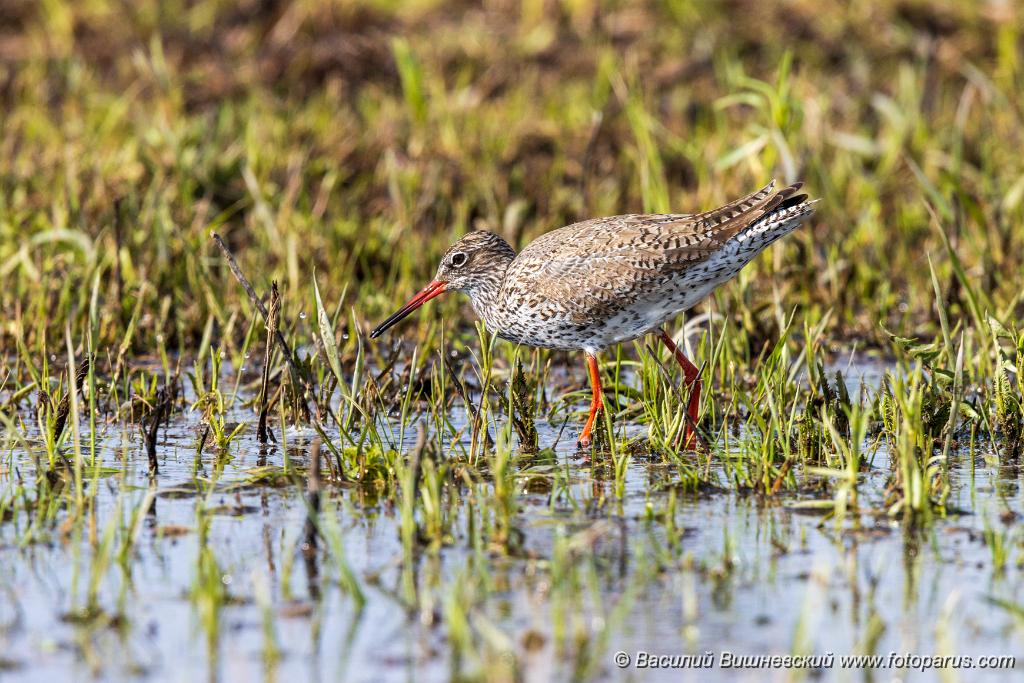 Tringa_totanus_2020_0504_1551-8.jpg - Травник. Redshank (Tringa totanus). Russia, the Ryazan region