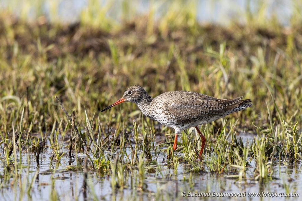 Tringa_totanus_2020_0504_1551-9.jpg - Травник. Redshank (Tringa totanus). Russia, the Ryazan region