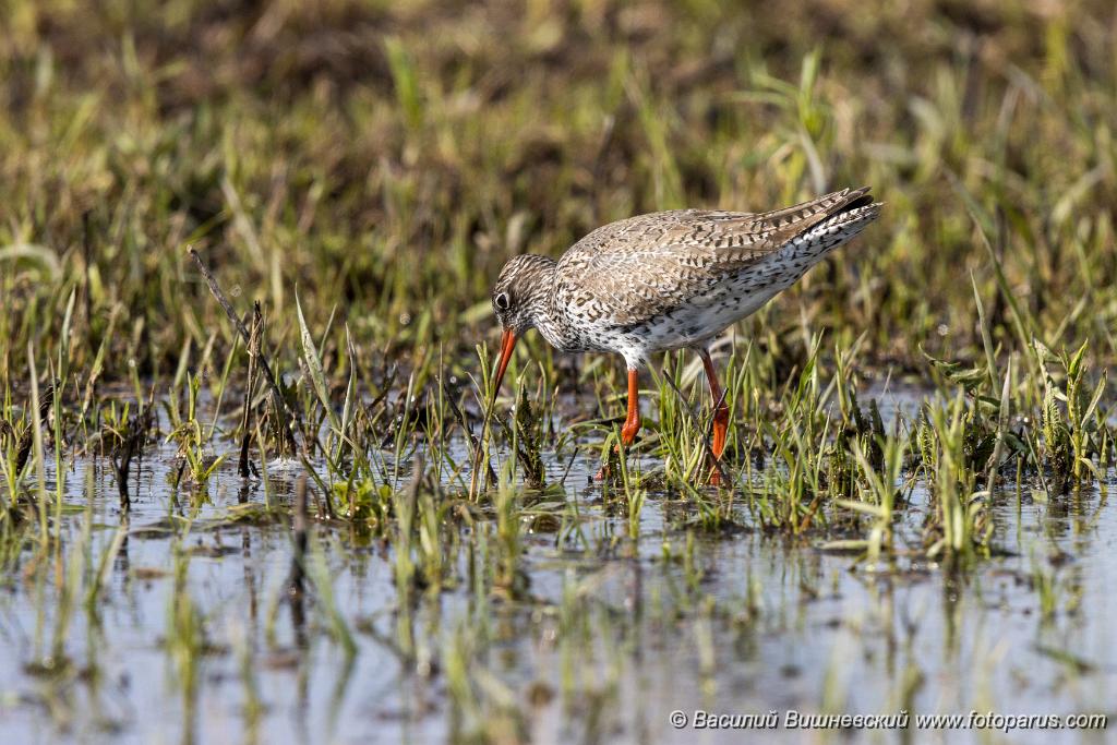 Tringa_totanus_2020_0504_1551.jpg - Травник. Redshank (Tringa totanus). Russia, the Ryazan region