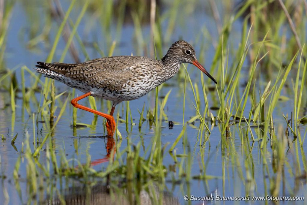album_cover_Tringa_totanus_2020_0504_1550-3.jpg - Травник. Redshank (Tringa totanus). Russia, the Ryazan region