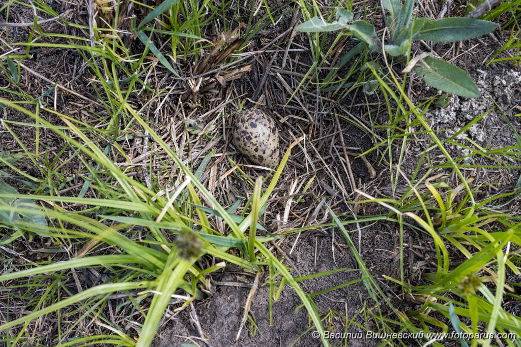 nest200507-6_Tringa_totanus_2020_0507_1356-2.jpg - Гнездо. Травник, Tringa totanus. Вид птицы определен неточно. Bird's species is identified inaccurately. The nest of the Redshank in nature. Russia, the Ryazan region