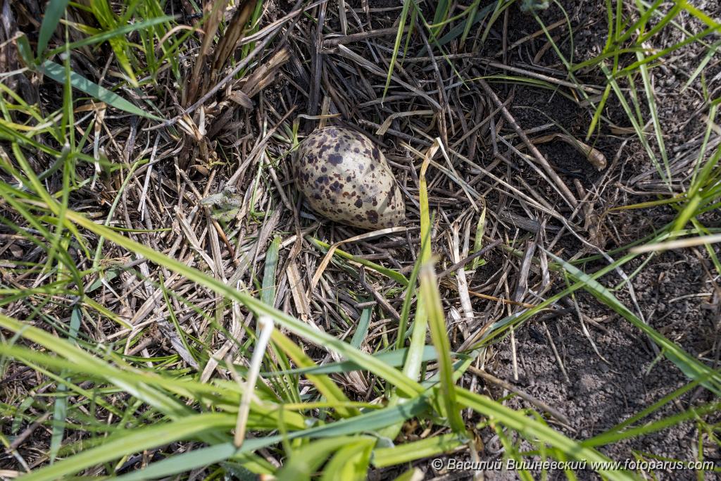 nest200507-6_Tringa_totanus_2020_0507_1356.jpg - Гнездо. Травник, Tringa totanus. Вид птицы определен неточно. Bird's species is identified inaccurately. The nest of the Redshank in nature. Russia, the Ryazan region