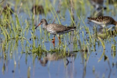 Tringa_totanus_2020_0504_1550