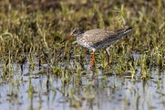 Tringa_totanus_2020_0504_1551-6