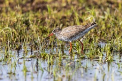 Tringa_totanus_2020_0504_1551-8