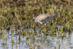 Tringa_totanus_2020_0504_1551