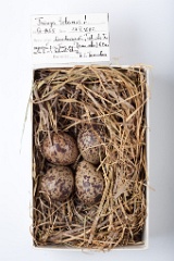 eggs_museum_Tringa_totanus201009211419