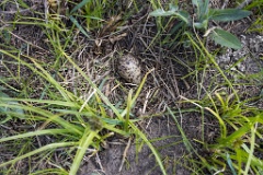 nest200507-6_Tringa_totanus_2020_0507_1356-2