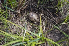 nest200507-6_Tringa_totanus_2020_0507_1356